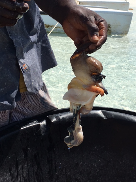 Fun fact: Male and female conch both have penises; the females' never develop. Eating them is apparently an aphrodisiac. 